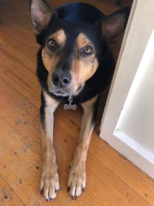 Guinness is a black and tan coloured kelpie sitting on a wood floor looking at the camera