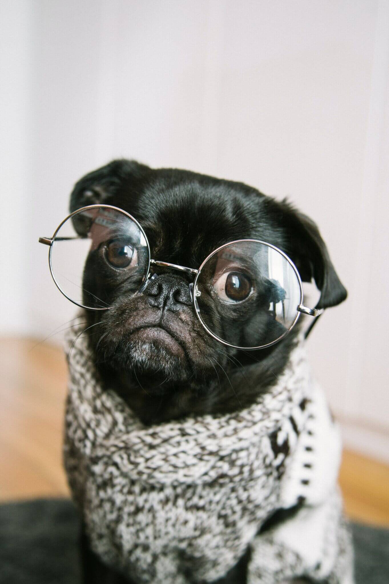 Pug in Jumper and Glasses