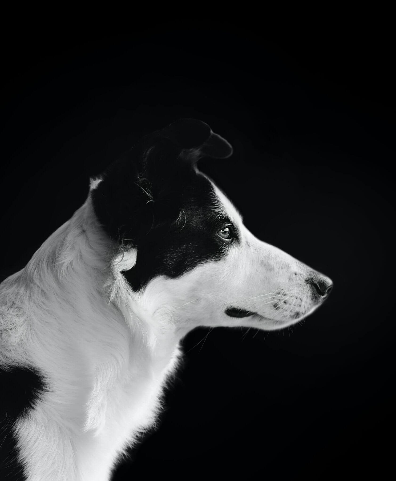 Sheep Dog, side profile, black and white background.
