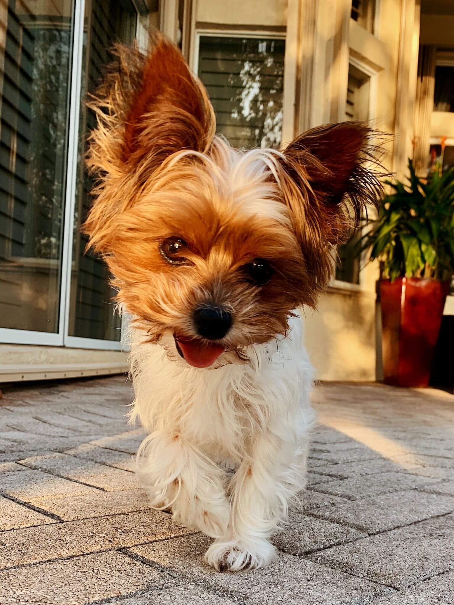 Small terrier walking on a patio, tongue hanging out.