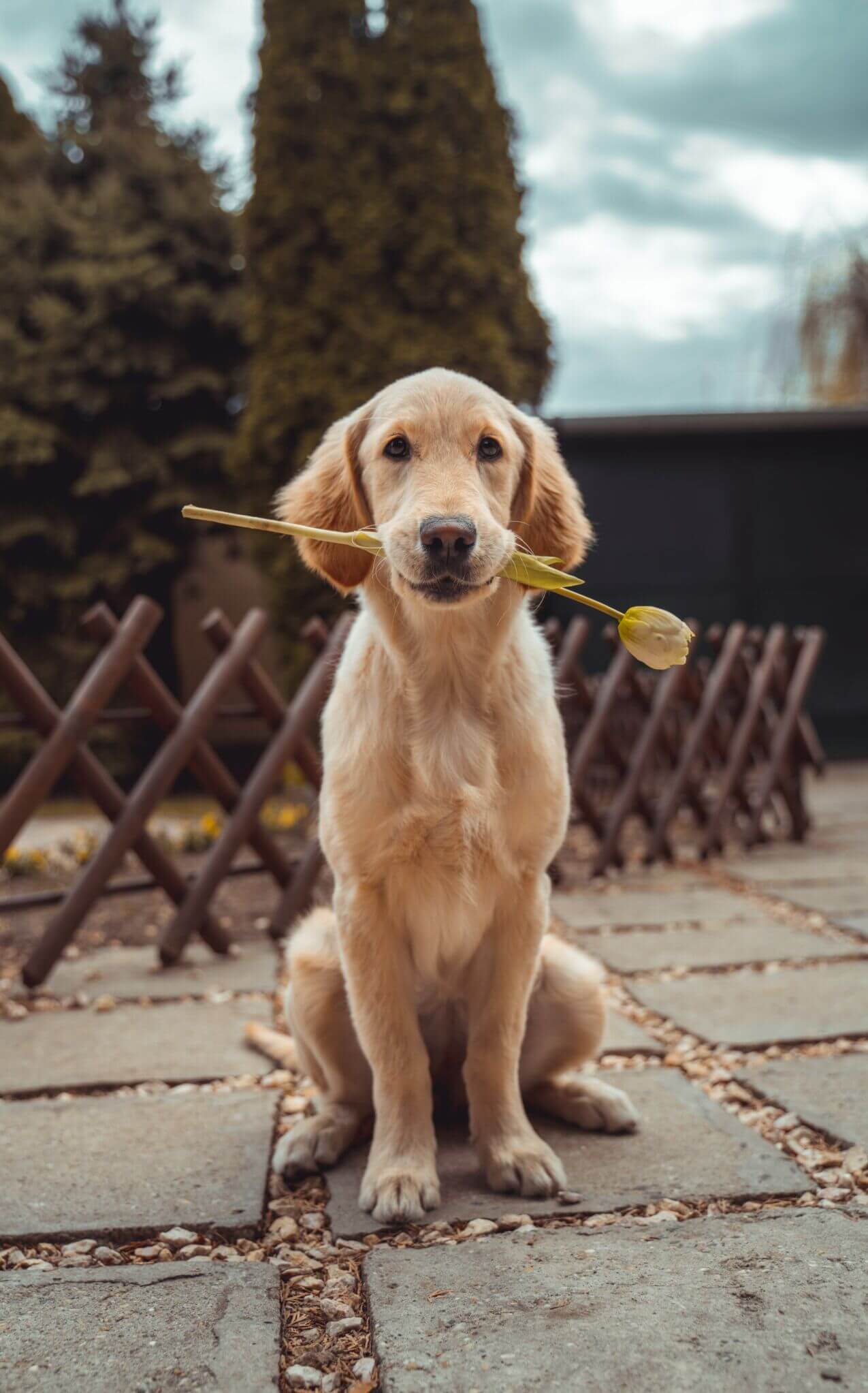 Labrador holding a flower between teeth, thanking the user for their donation.